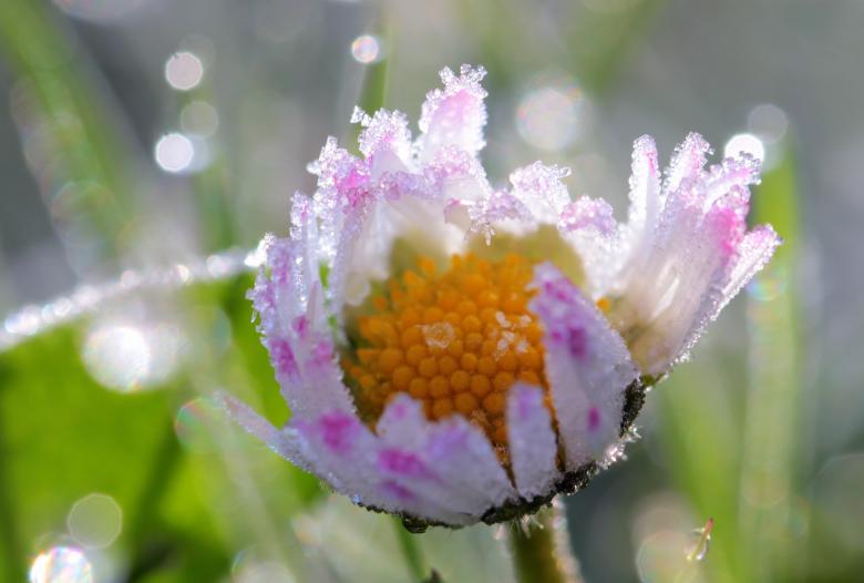 Free stock image of Frost on Daisy created by Pixabay