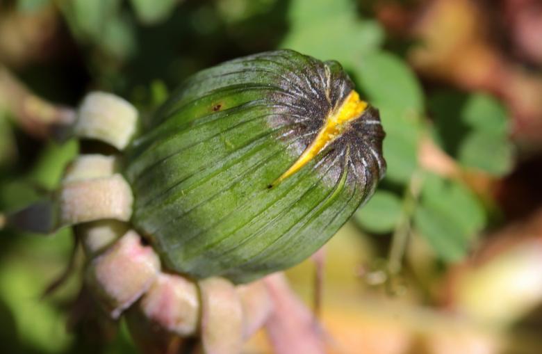 Free stock image of Macro Dandelion created by Pixabay