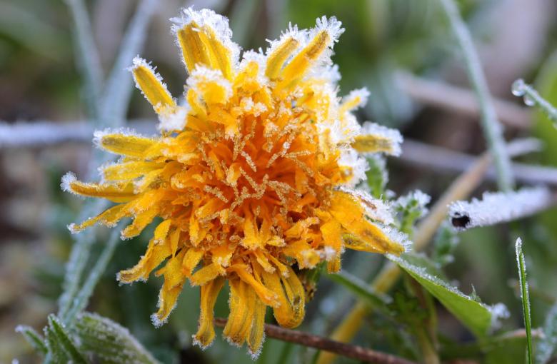 Free stock image of Frozen Dandelion created by Pixabay