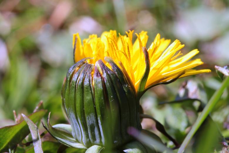 Free stock image of Macro Dandelion created by Pixabay