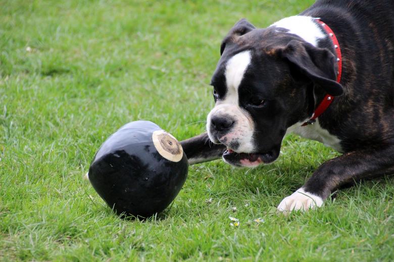 Free stock image of Boxer Dog Chewing it's Toy created by Pixabay
