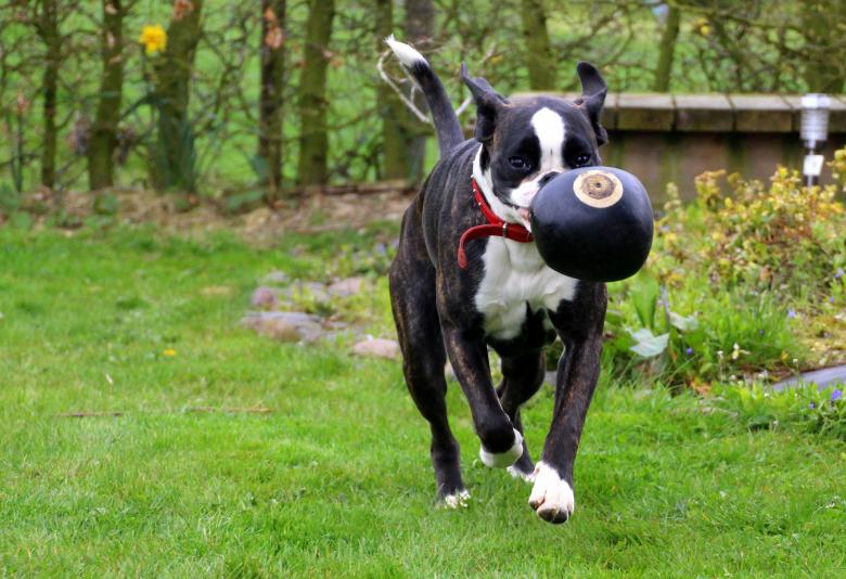 Free stock image of Boxer Dog Running created by Pixabay