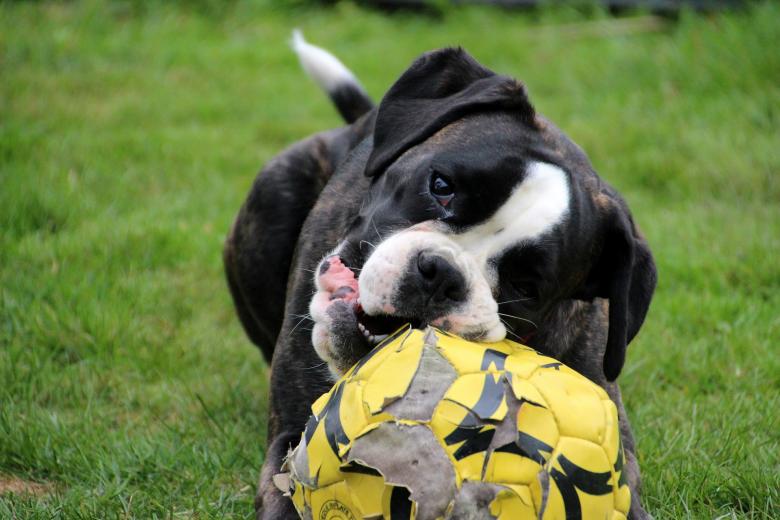 Free stock image of Boxer Dog's Chew Toy created by Pixabay