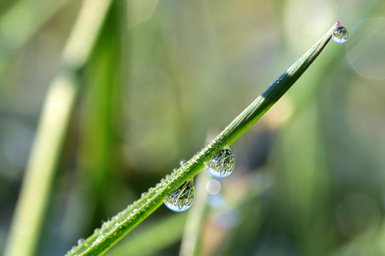 Free stock image of Macro Grass created by Pixabay