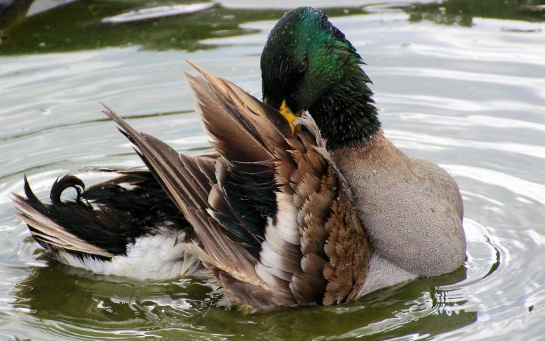 Free stock image of Ducks in the River created by Pixabay