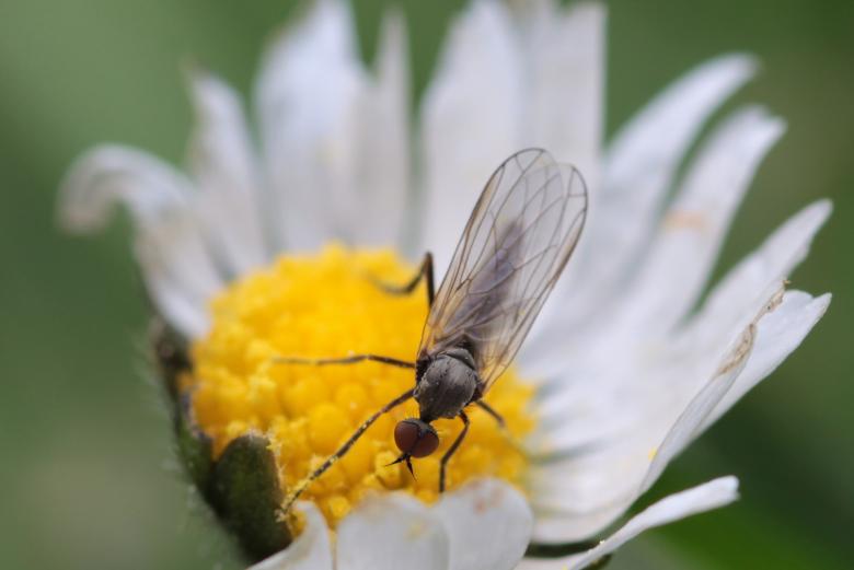 Free stock image of Fly on the Flower created by Pixabay