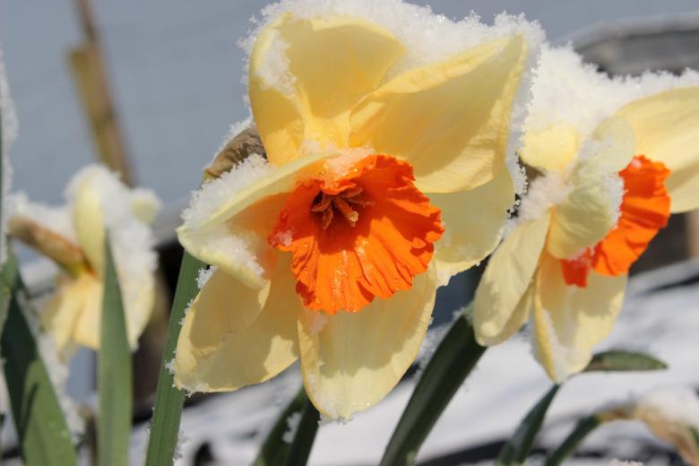 Free stock image of Frozen Narcissus created by Pixabay