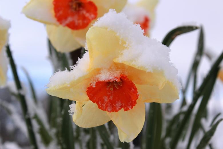 Free stock image of Frozen Narcissus created by Pixabay