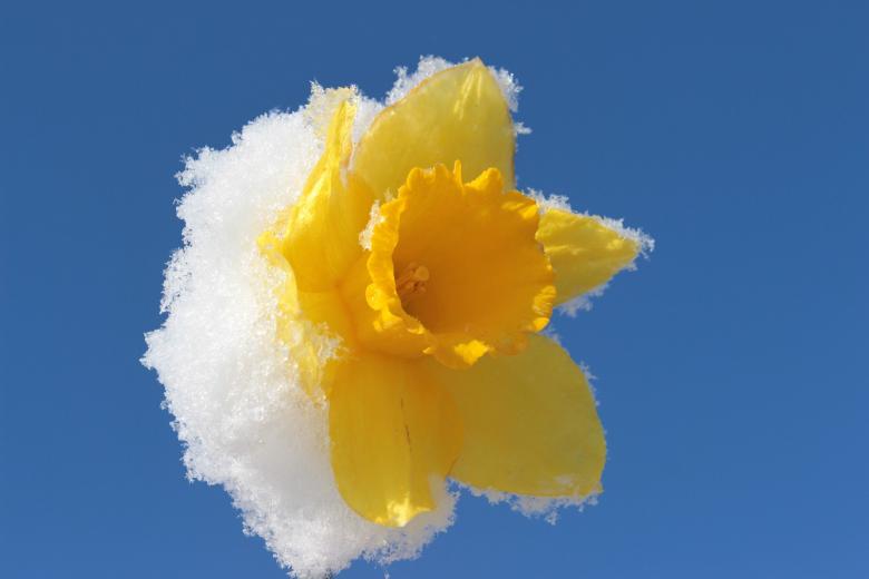 Free stock image of Frozen Narcissus created by Pixabay