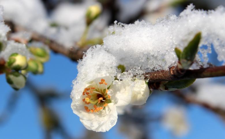 Free stock image of Frost on Plum Tree created by Pixabay