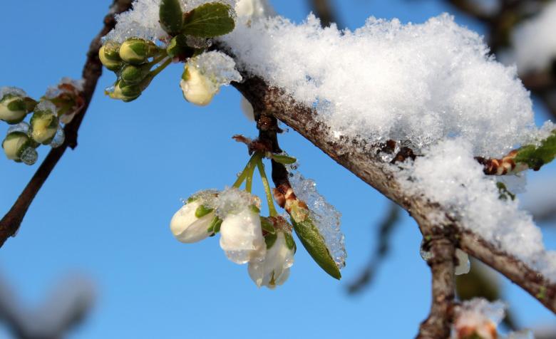 Free stock image of Frost on Plum Tree created by Pixabay