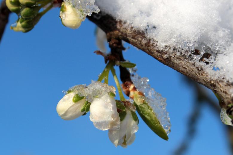 Free stock image of Frost on Plum Tree created by Pixabay