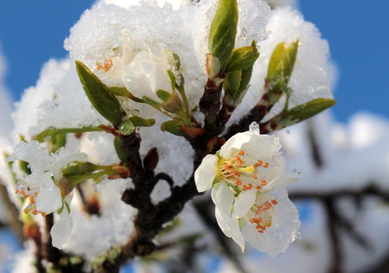 Free stock image of Frost on Plum Tree created by Pixabay