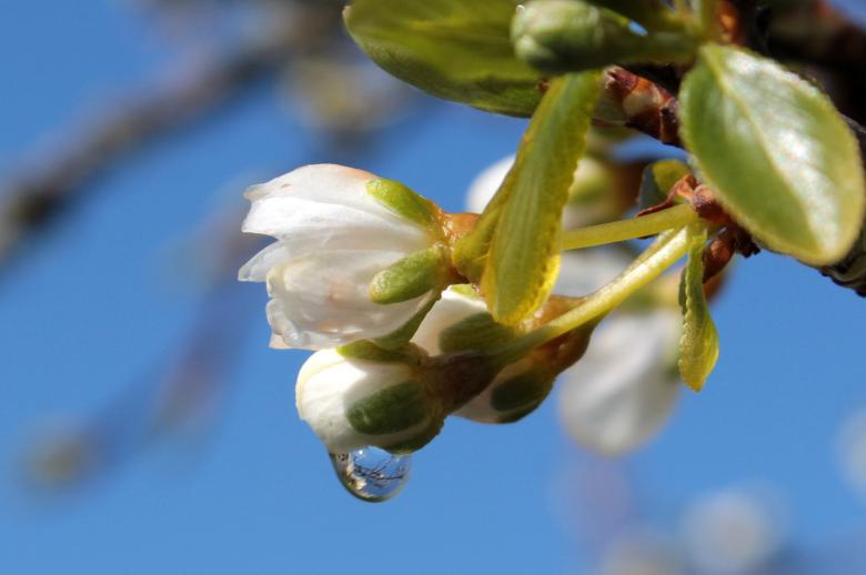 Free stock image of Plum Tree created by Pixabay