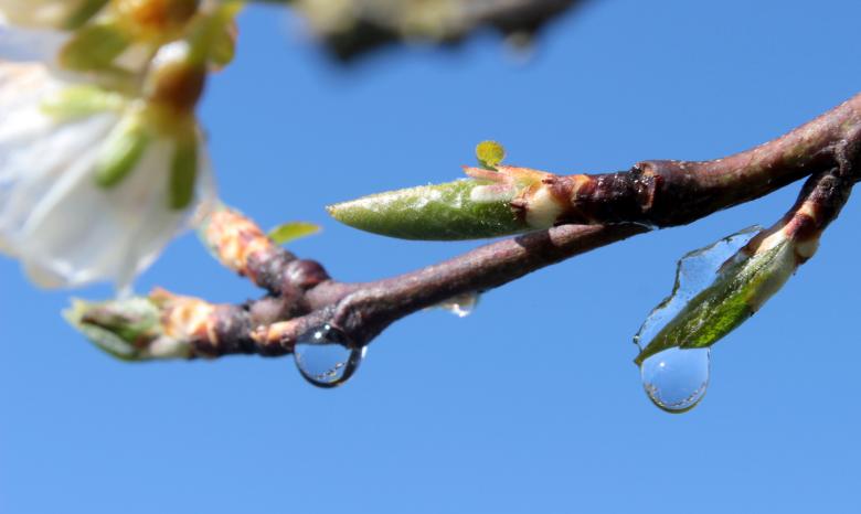 Free stock image of Plum Tree created by Pixabay