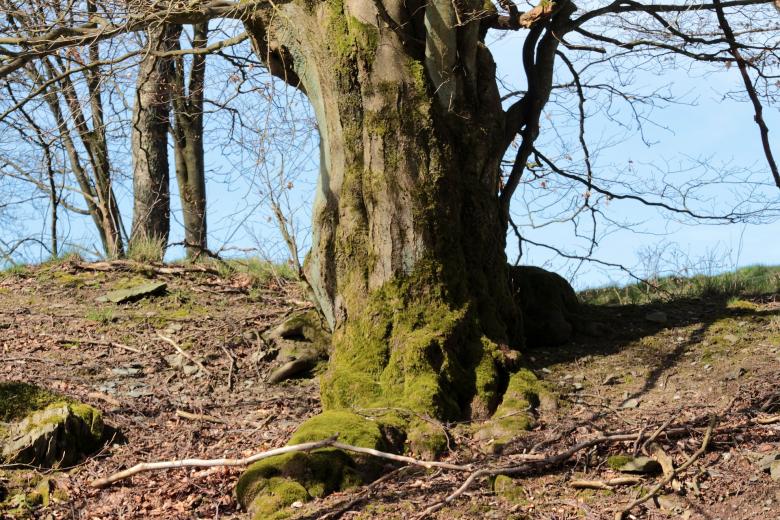 Free stock image of Wild Tree created by Pixabay
