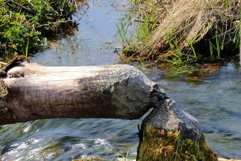 Free stock image of Fallen Tree created by Pixabay