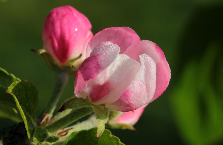 Free stock image of Apple Tree Blossom created by Pixabay