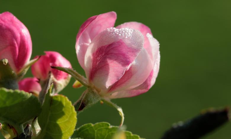 Free stock image of Apple Tree Blossom created by Pixabay