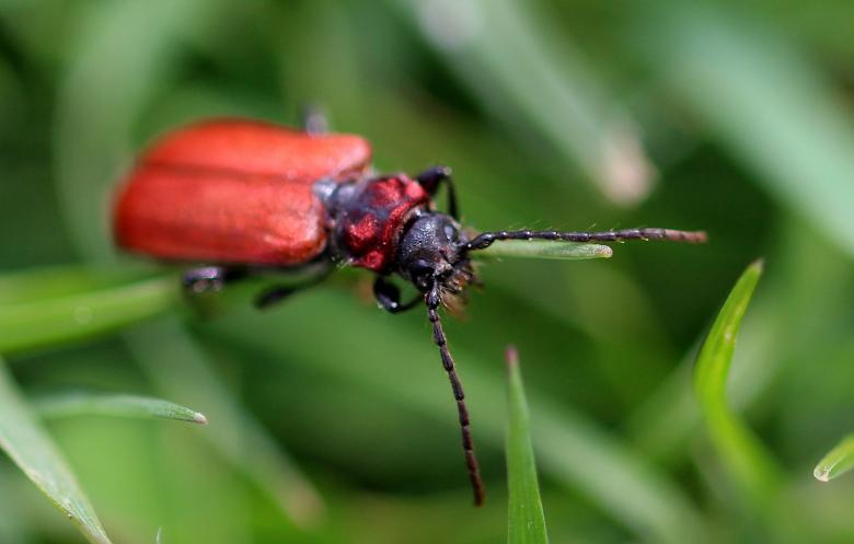 Free stock image of Macro Beetle created by Pixabay