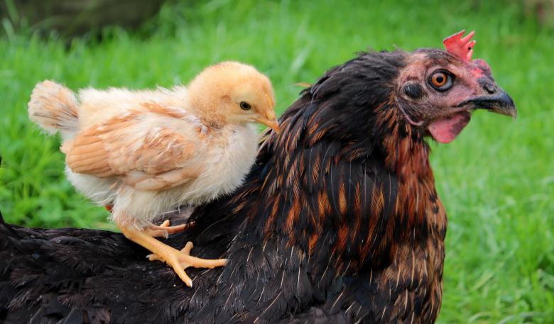 Free stock image of Little Chick created by Pixabay