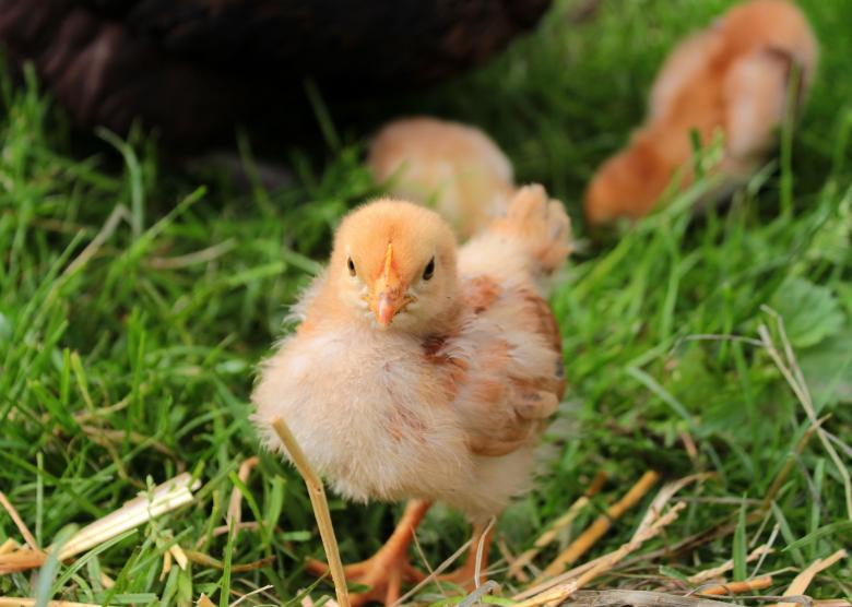 Free stock image of Little Chick created by Pixabay