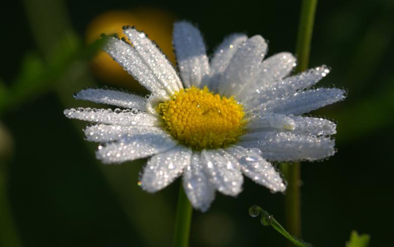 Free stock image of Fresh Daisy created by Pixabay