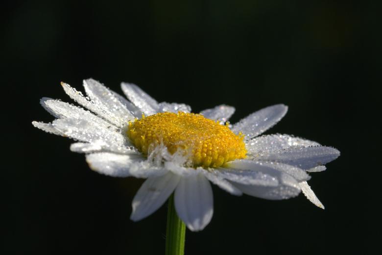 Free stock image of Fresh Daisy created by Pixabay