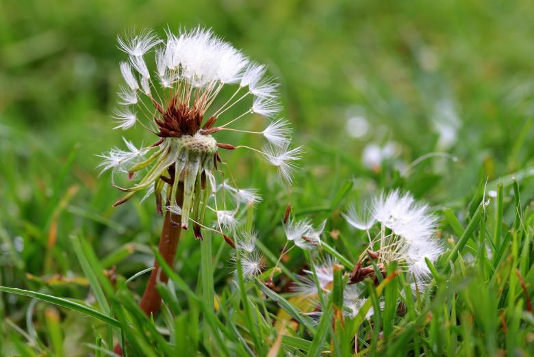 Free stock image of Macro Dandelion created by Pixabay