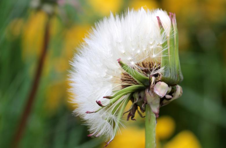 Free stock image of Macro Dandelion created by Pixabay
