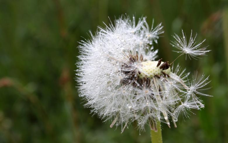 Free stock image of Macro Dandelion created by Pixabay