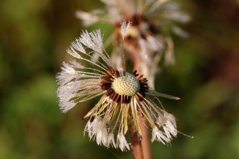 Free stock image of Macro Dandelion created by Pixabay
