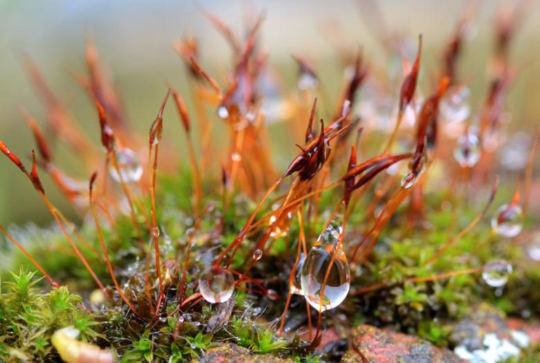 Free stock image of Macro Grass created by Pixabay