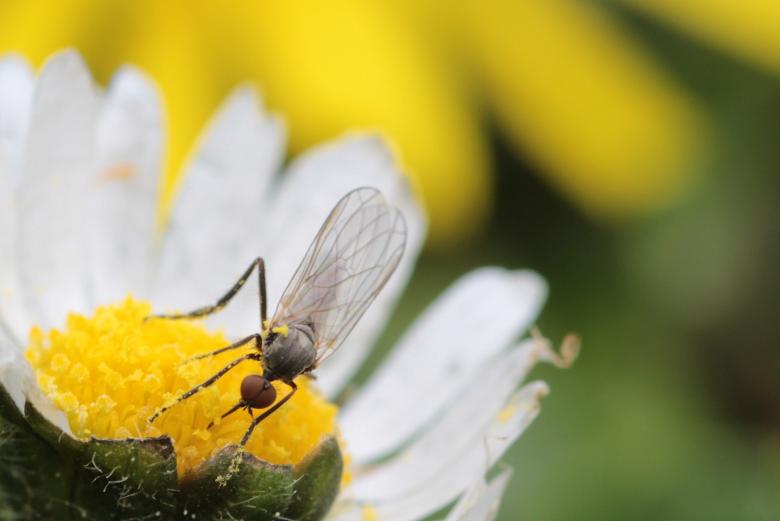 Free stock image of Fly in the Garden created by Pixabay