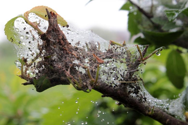 Free stock image of larvae Nest created by Pixabay