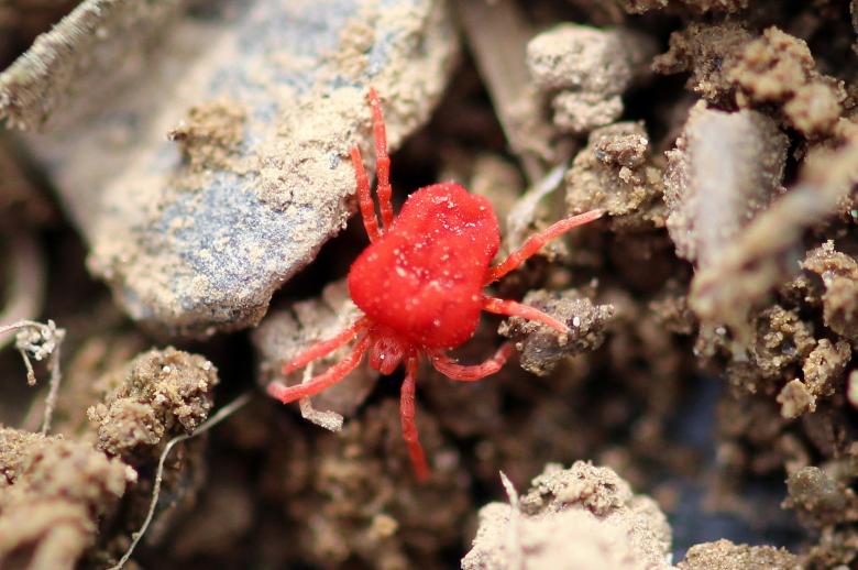 Free stock image of Macro Mite created by Pixabay