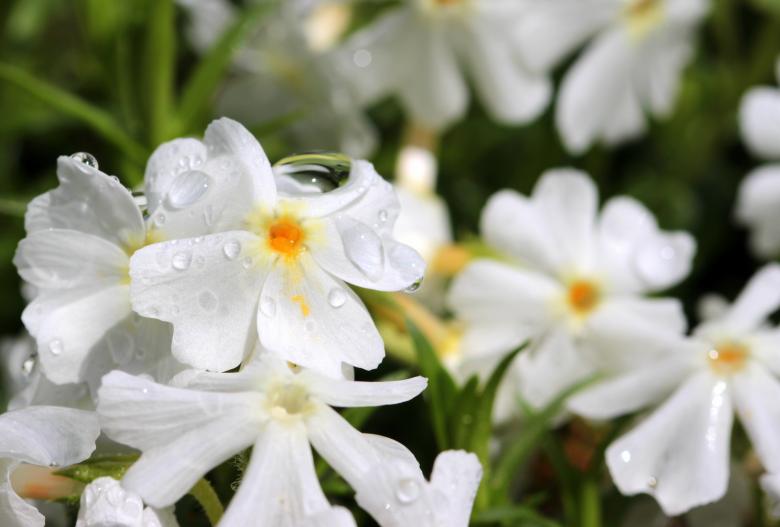 Free stock image of Phlox in the Garden created by Pixabay