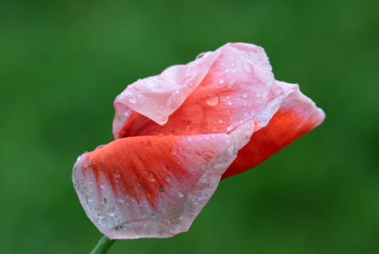 Free stock image of Fresh Poppy created by Pixabay