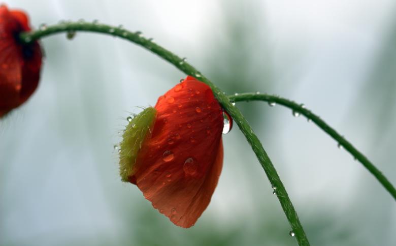 Free stock image of Fresh Poppy created by Pixabay