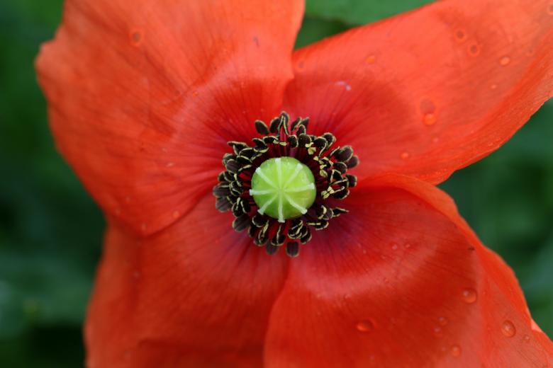 Free stock image of Fresh Poppy created by Pixabay