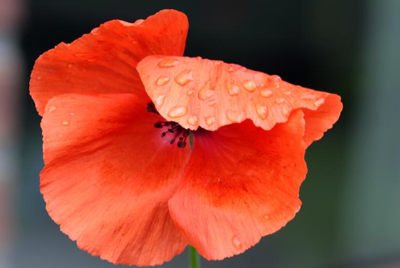 Free stock image of Fresh Poppy created by Pixabay