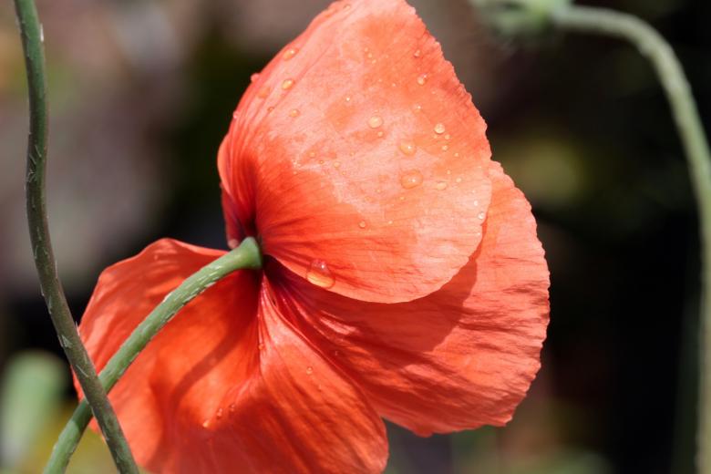 Free stock image of Fresh Poppy created by Pixabay