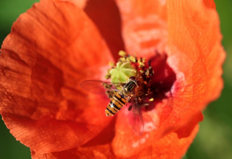Free stock image of Fly on the Poppy created by Pixabay