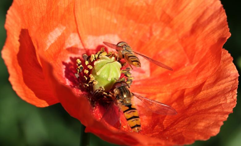 Free stock image of Fly on the Poppy created by Pixabay