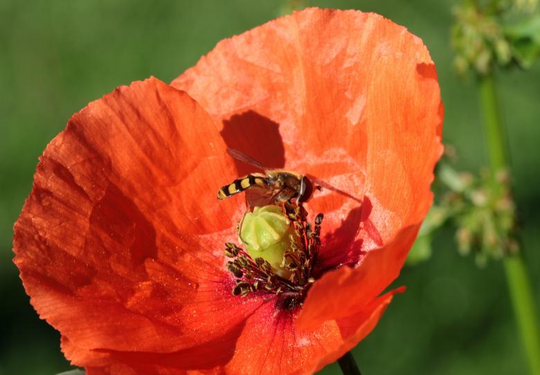 Free stock image of Fly on the Poppy created by Pixabay