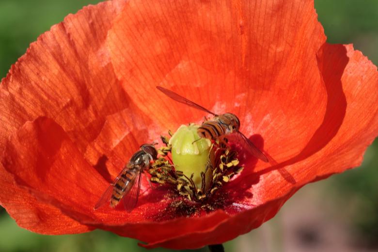 Free stock image of Fly on the Poppy created by Pixabay