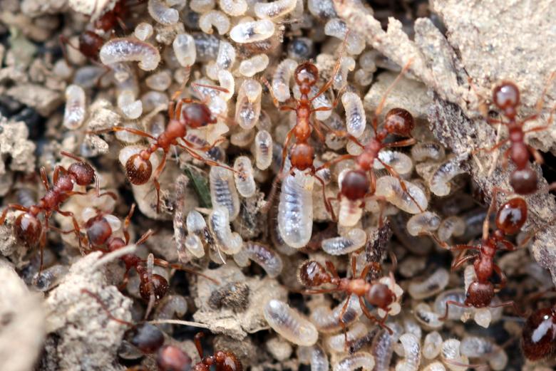 Free stock image of Red Garden Ant created by Pixabay