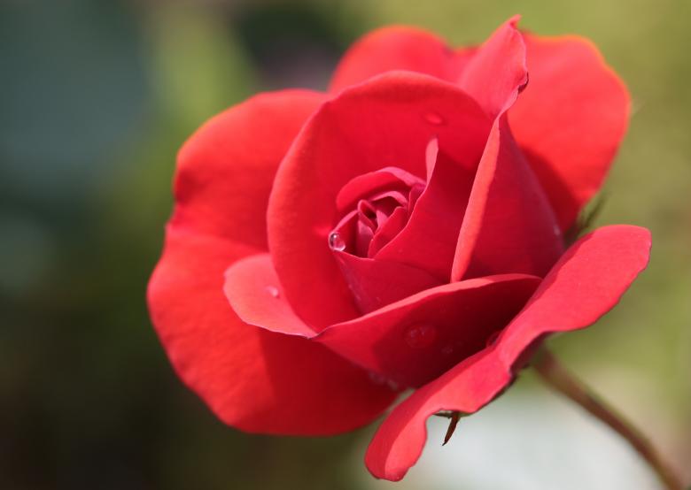 Free stock image of Fresh Rose created by Pixabay