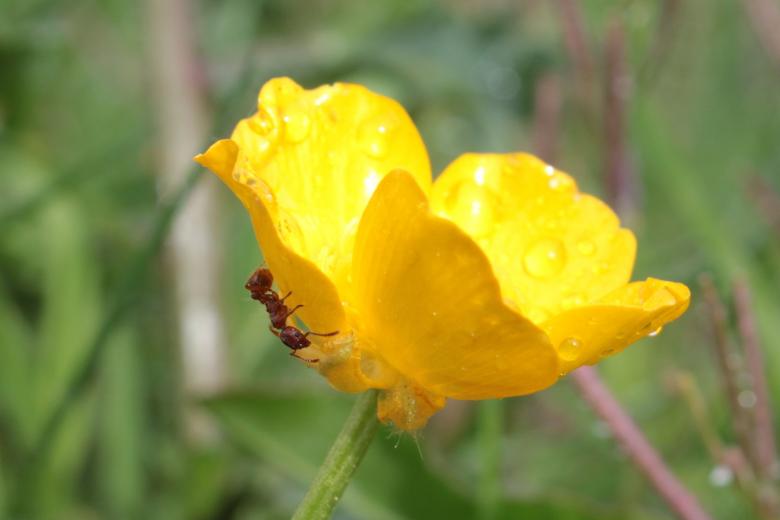 Free stock image of Sharp Buttercup created by Pixabay