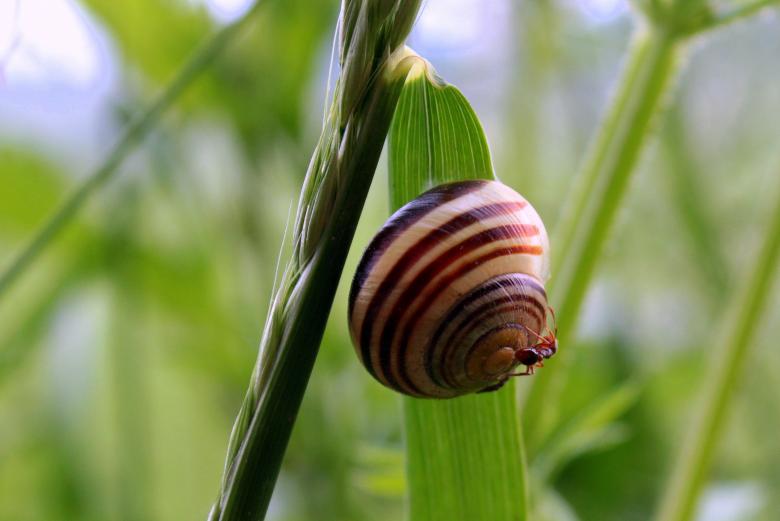 Free stock image of Snail Shell created by Pixabay